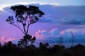 BUSCAN PROTEGER DE MINERÍA ILEGAL Y TALA A RESERVA NATURAL DE BAHUAJA SONENE EN PUNO