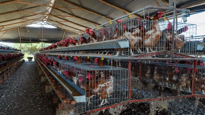 REVELAN CONDICIONES PRECARIAS EN LA PRODUCCIÓN DE HUEVOS EN EL PERÚ.